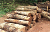 Belthangady : Timber worth Rs one lakh seized ; 7 arrested